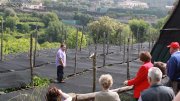In riferimento alla realizzazione dei caratteristici pergolati sorrentini, Ferdinando mostra l'abilita' che hanno i contadini nello spostarsi sulle travi con grosso equilibrio