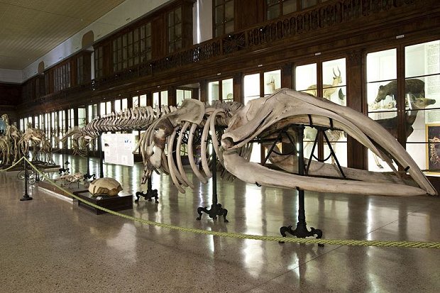 Interno del Museo di Zoologia della Federico II di Napoli - ALENAPOLI Tour